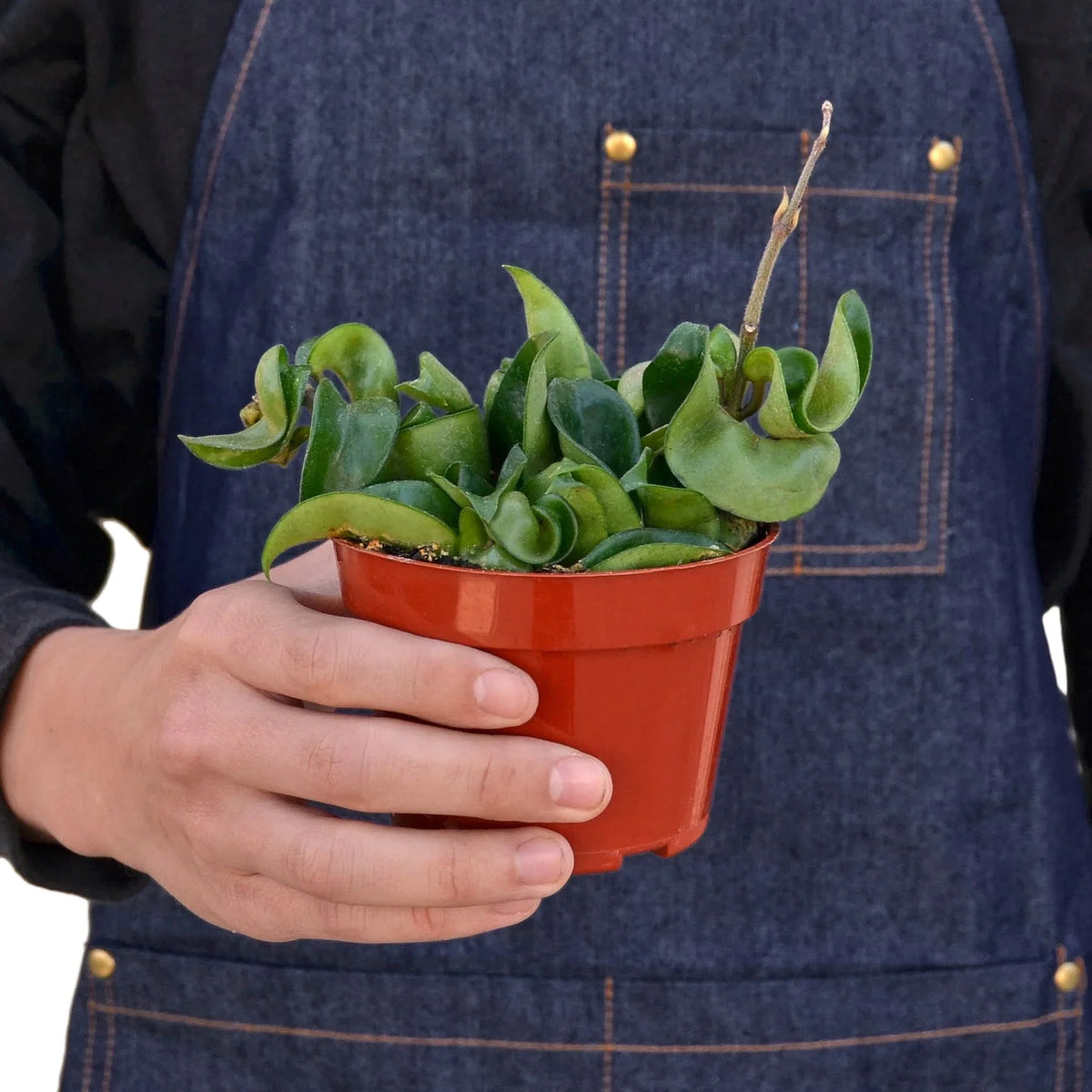 Hindu Rope Hoya — Curled Wax Plant live plant