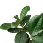 Hoya Obovata — Round-Leaf Wax Plant live plant