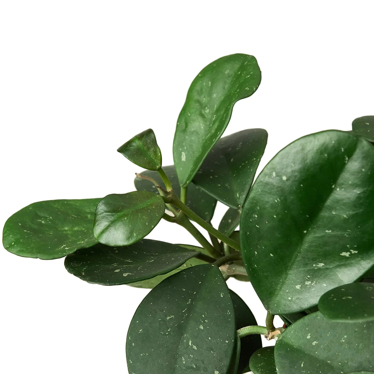 Hoya Obovata — Round-Leaf Wax Plant live plant