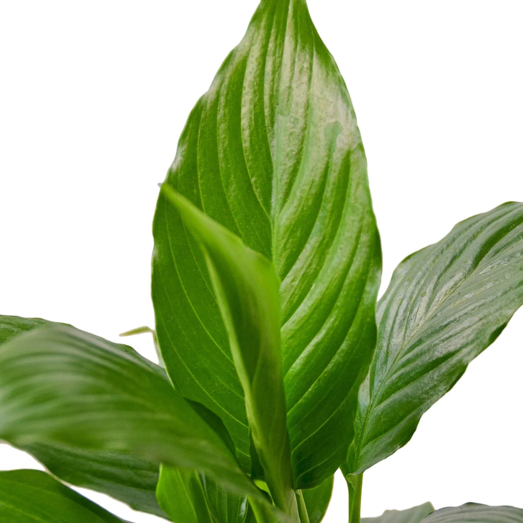 Peace Lily — Flowering Indoor Plant live plant