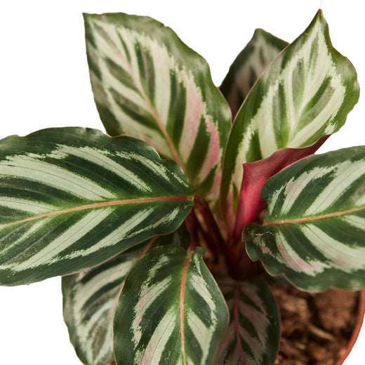 Calathea 'Peacock' — 6-Inch Pot