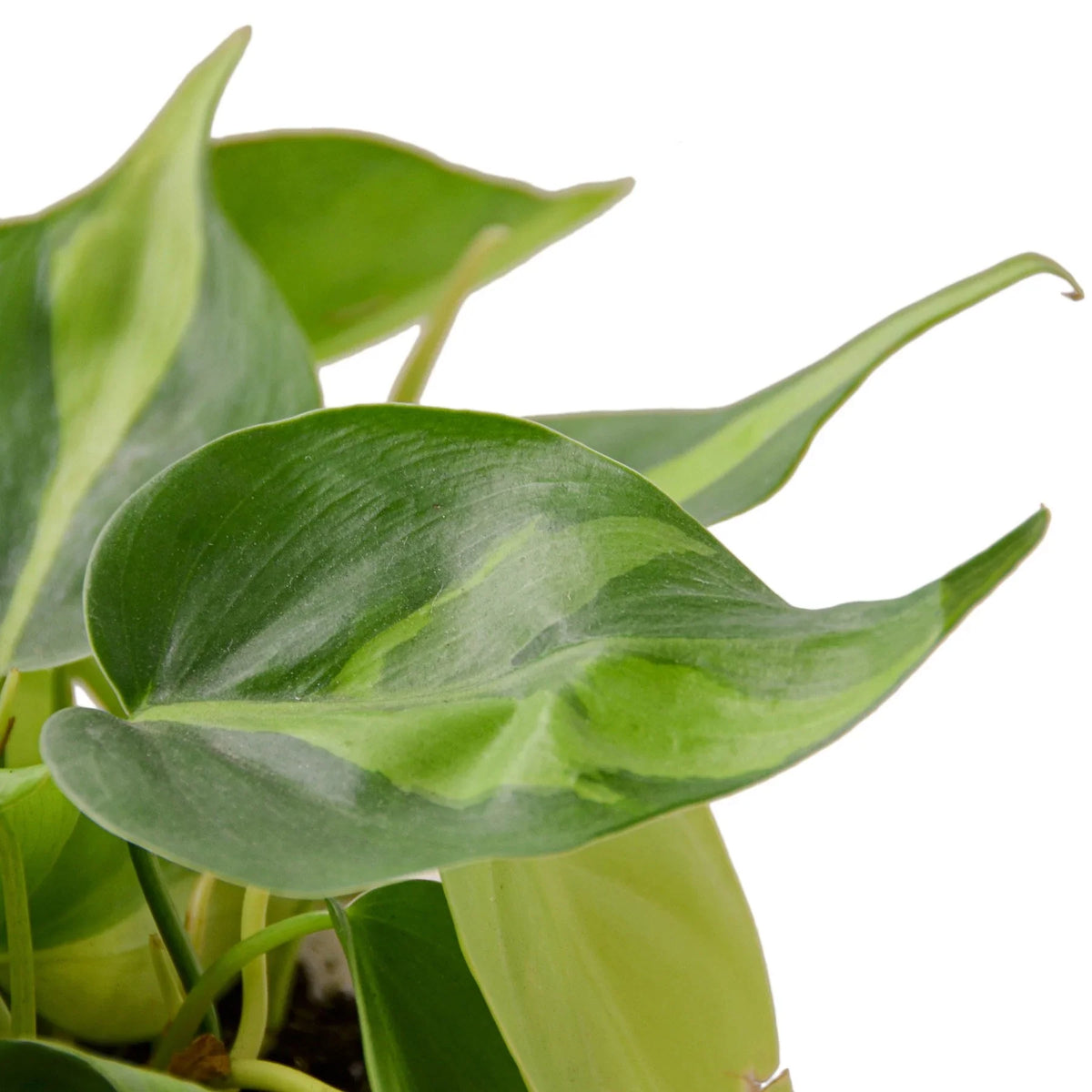 Philodendron Brasil — Variegated Trailing Plant live plant