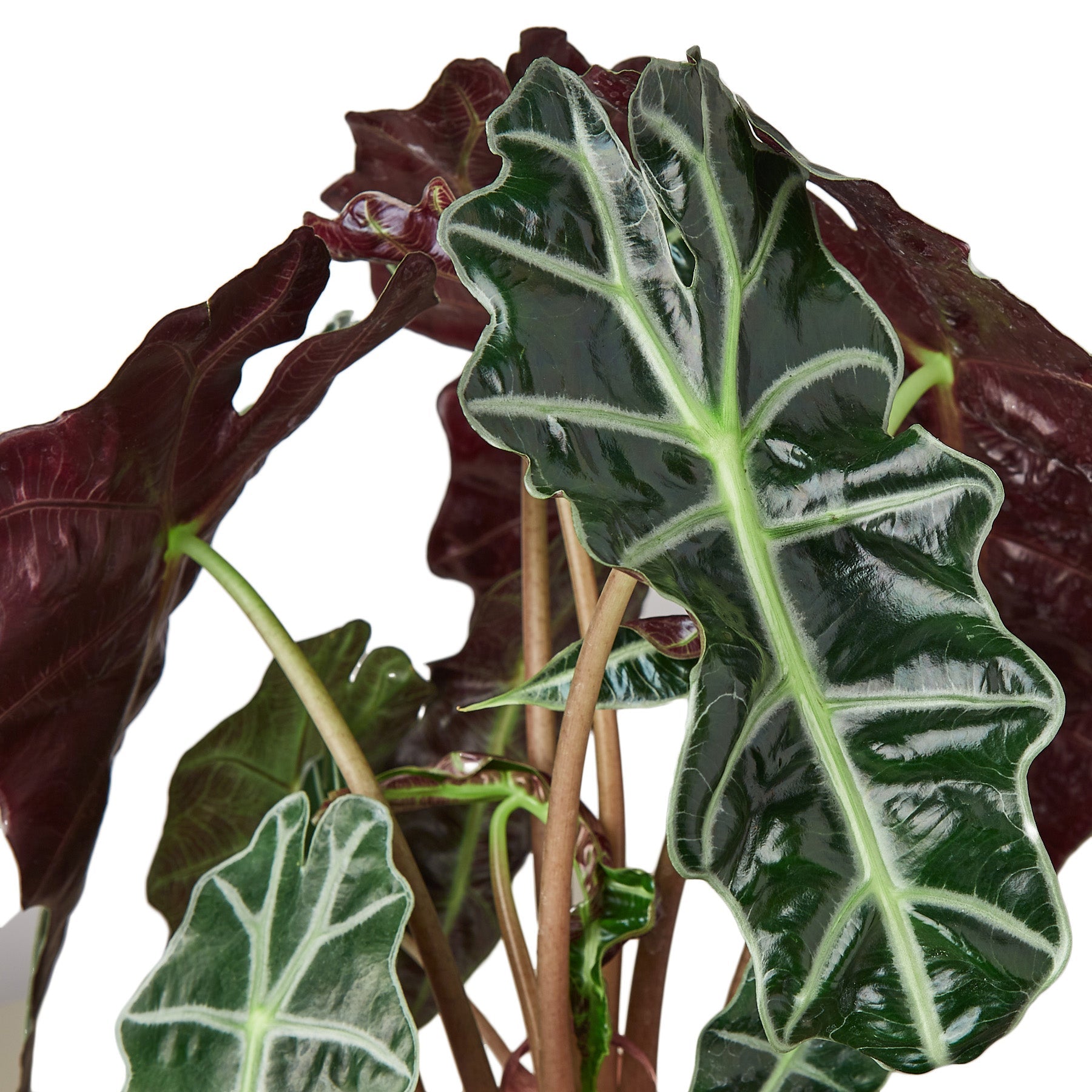 African Mask Alocasia — Alocasia Polly live plant
