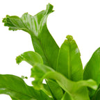 Leslie Bird's Nest Fern — Ruffled Indoor Fern live plant