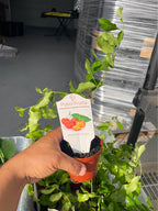 Barbados Cherry (Acerola) Live Fruit Plant product photo