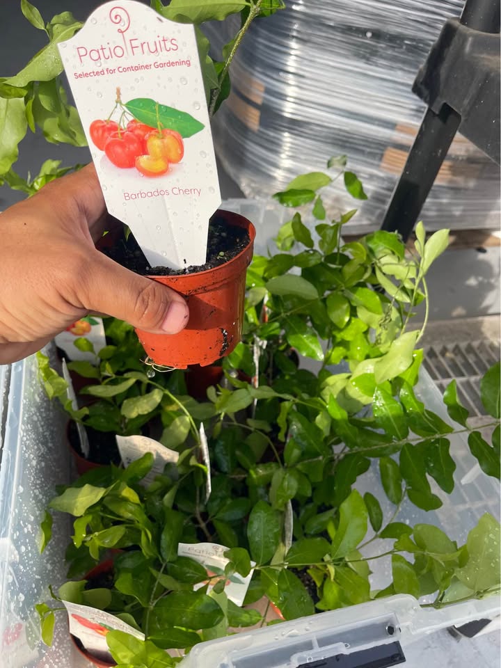 Barbados Cherry (Acerola) Live Fruit Plant product photo