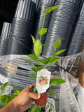 Edible Passion Fruit Vine — Sweet Purple Live Plant product photo