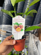 Edible Passion Fruit Vine — Sweet Purple Live Plant product photo