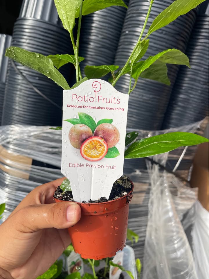 Edible Passion Fruit Vine — Sweet Purple Live Plant product photo