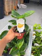 Dwarf Banana Tree — Truly Tiny Live Plant product photo