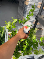 Barbados Cherry (Acerola) Live Fruit Plant product photo