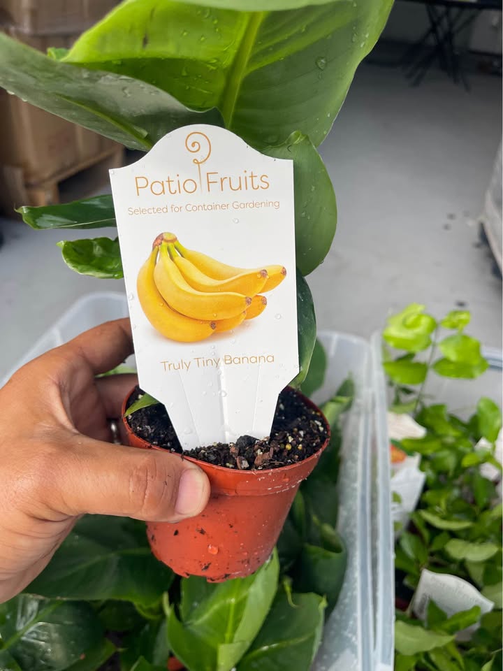 Dwarf Banana Tree — Truly Tiny Live Plant product photo