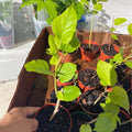 Mulberry Tree — Rooted Live Fruit Plant product photo