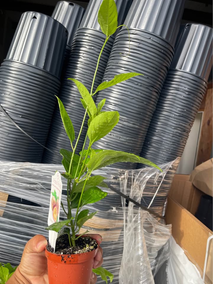 Edible Passion Fruit Vine — Sweet Purple Live Plant product photo