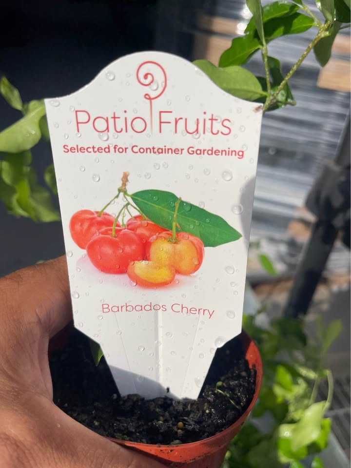 Barbados Cherry (Acerola) Live Fruit Plant product photo