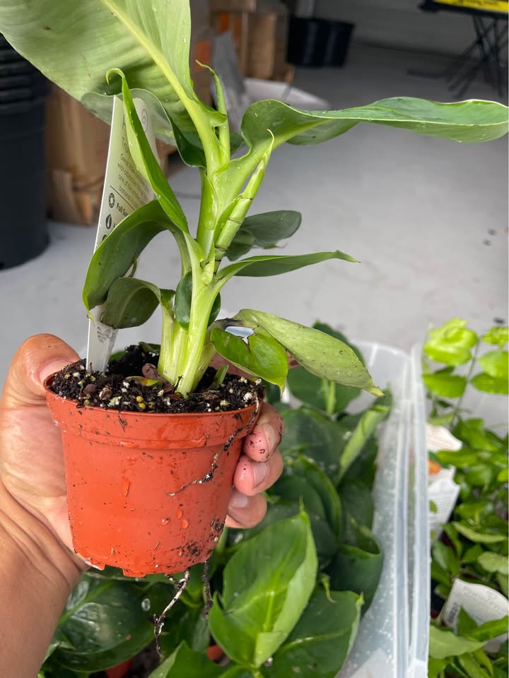 mini banana plant indoor Dwarf Banana Tree — Truly Tiny Live Plant – Orlando Westside