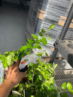 Barbados Cherry (Acerola) Live Fruit Plant product photo