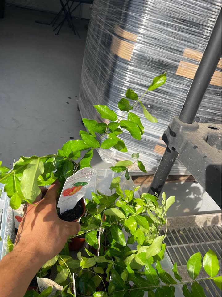 Barbados Cherry (Acerola) Live Fruit Plant product photo