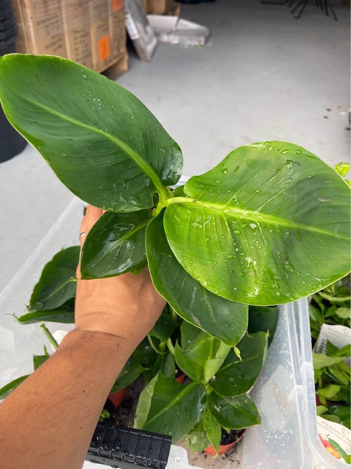 Dwarf Banana Tree — Truly Tiny Live Plant product photo