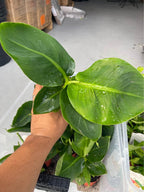 Dwarf Banana Tree — Truly Tiny Live Plant product photo