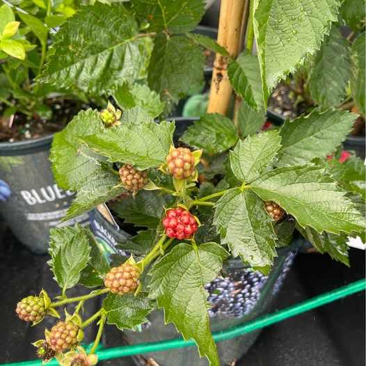 Fruiting Blackberry Plant — Live Berry Plant