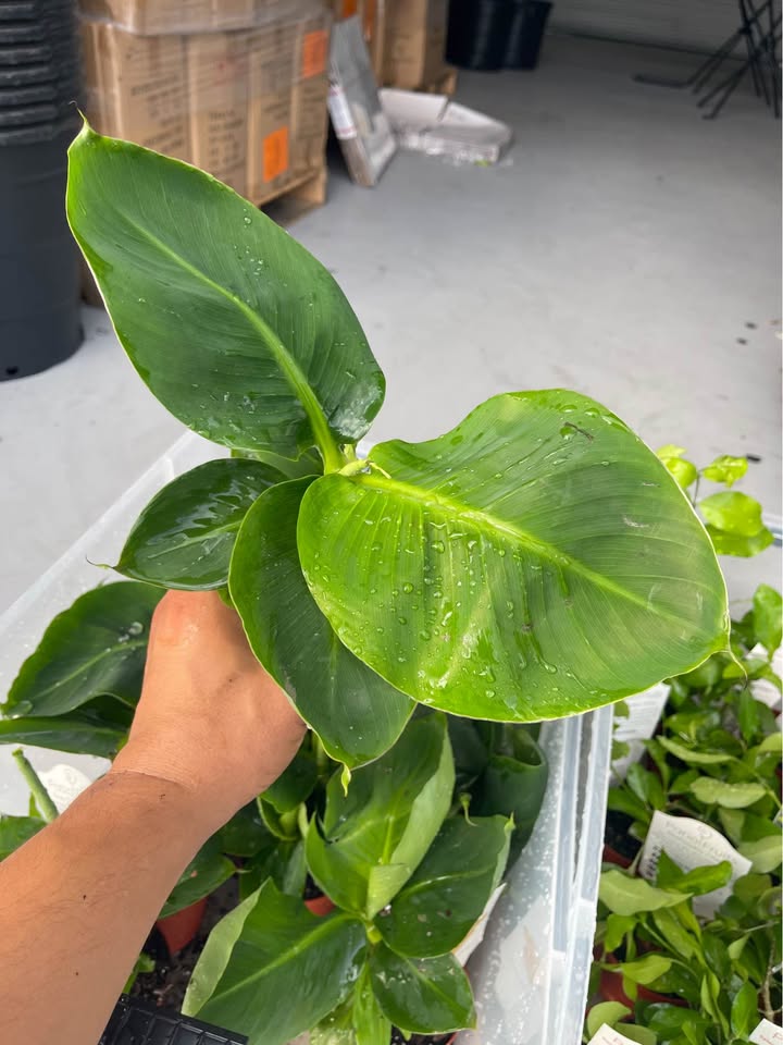 Dwarf Banana Tree — Truly Tiny Live Plant product photo