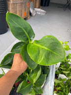 Dwarf Banana Tree — Truly Tiny Live Plant product photo