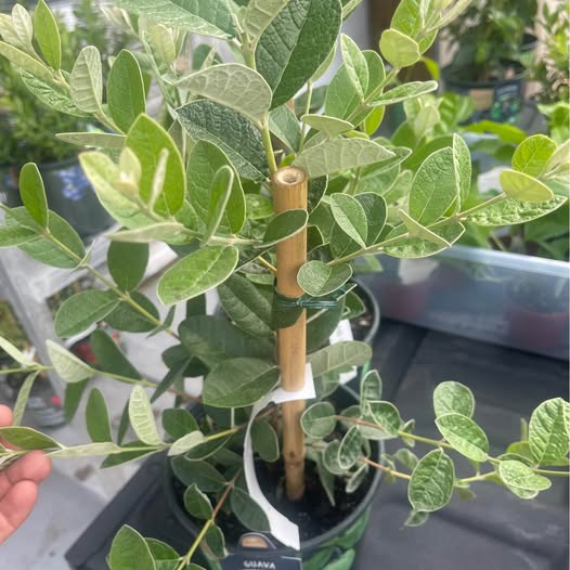 Pineapple Guava (Feijoa) Fruit Tree