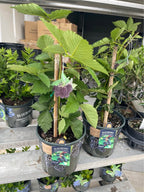 Fruiting Blackberry Plant — Live Berry Plant Facebook photo 7