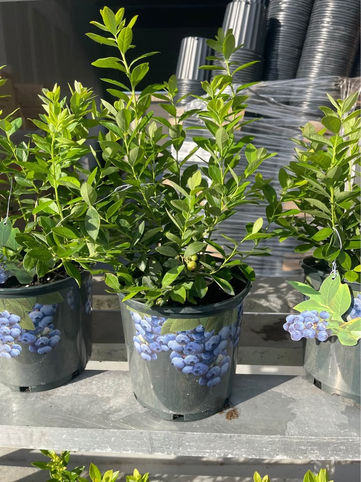 Blueberry Bush — Easy Grow Florida-Friendly Plant Facebook photo 6