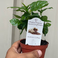 Arabian Coffee Tree — Live Coffee Plant product photo