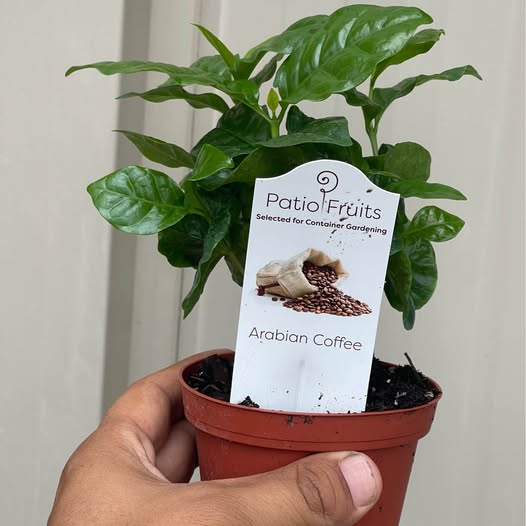 Arabian Coffee Tree — Live Coffee Plant