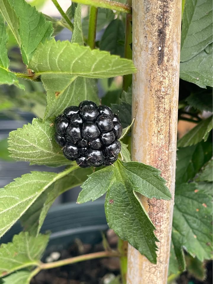 Fruiting Blackberry Plant — Live Berry Plant Facebook photo 3