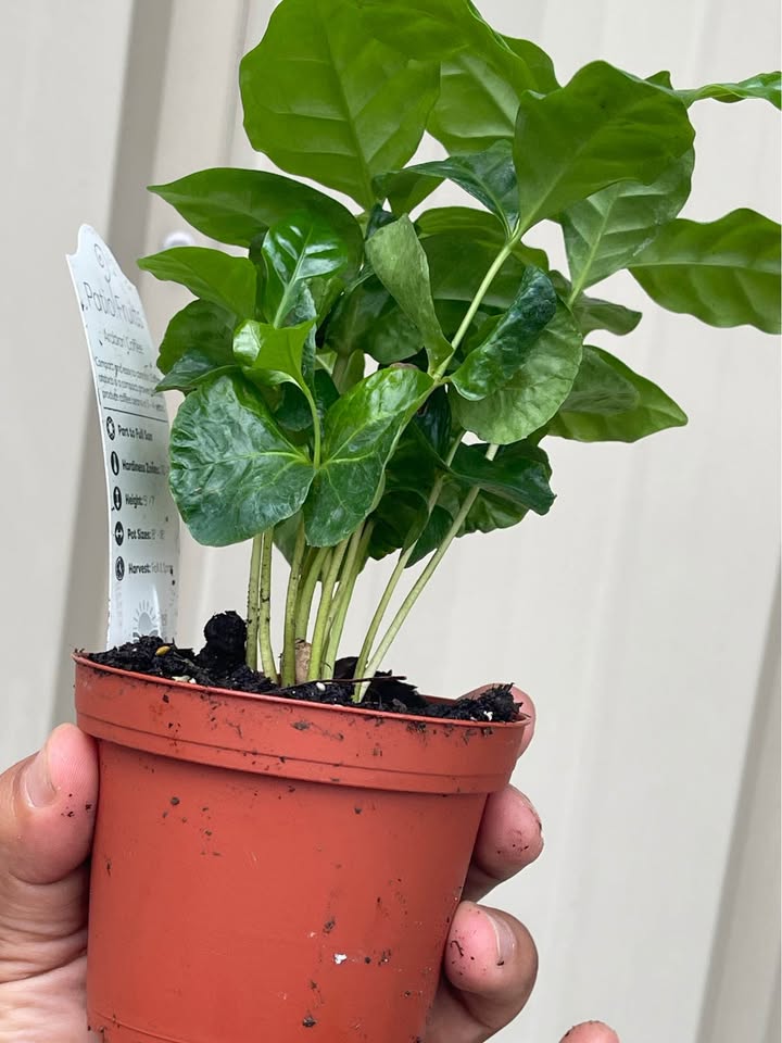 Arabian Coffee Tree — Live Coffee Plant Facebook photo 4