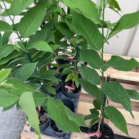 Sugar Apple Tree — Thai Lessard Variety
