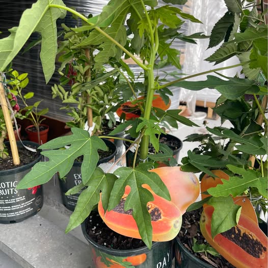 Tropical Papaya Tree — Live Fruit Plant product photo