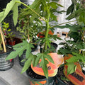 Tropical Papaya Tree — Live Fruit Plant product photo