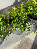 Blueberry Bush — Easy Grow Florida-Friendly Plant Facebook photo 5