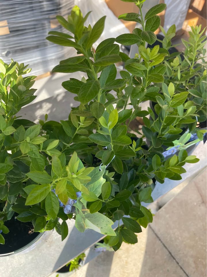 Blueberry Bush — Easy Grow Florida-Friendly Plant Facebook photo 7