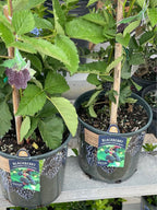 Fruiting Blackberry Plant — Live Berry Plant Facebook photo 4