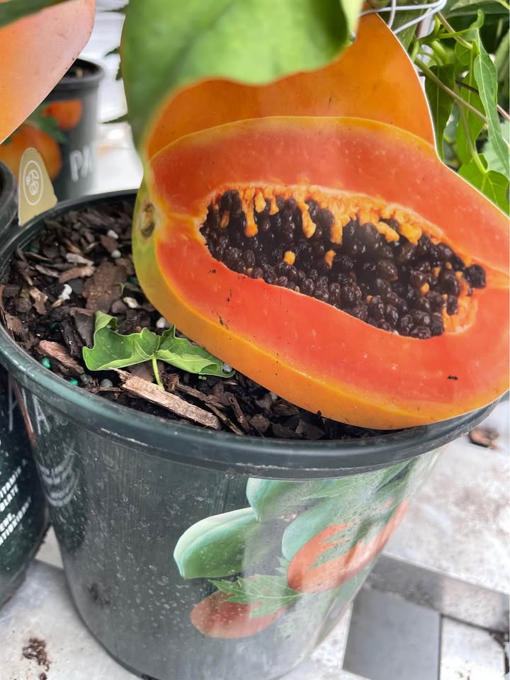 Tropical Papaya Tree — Live Fruit Plant Facebook photo 2