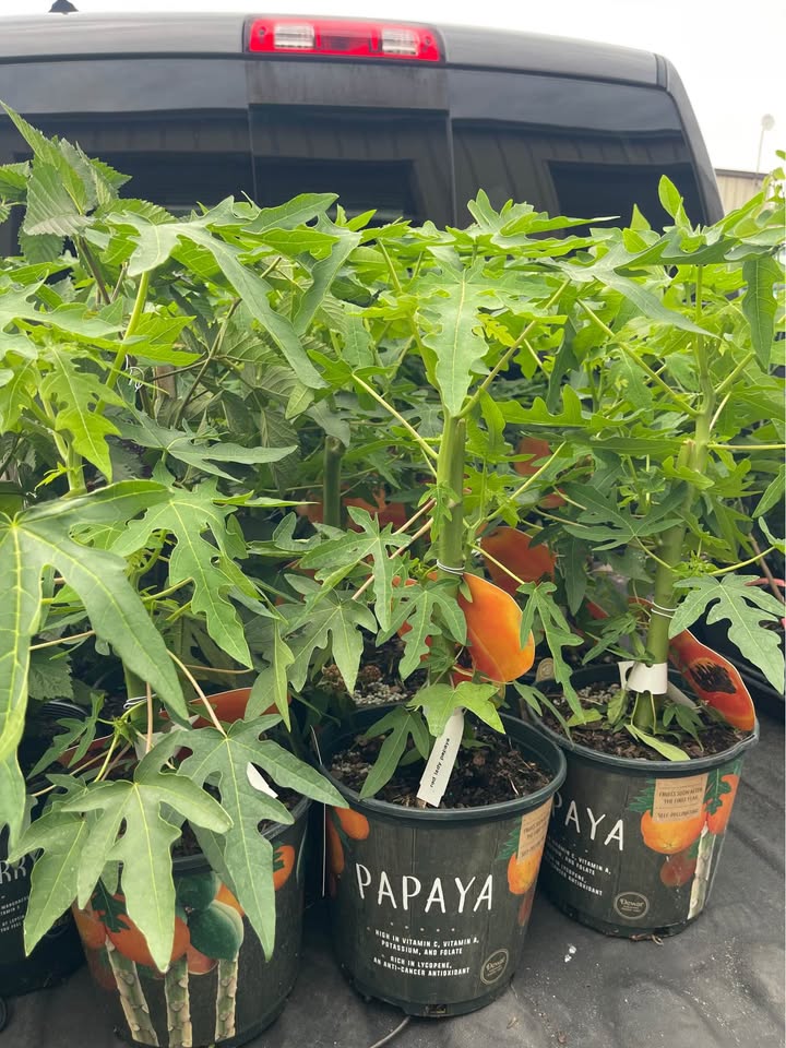 Tropical Papaya Tree — Live Fruit Plant Facebook photo 8