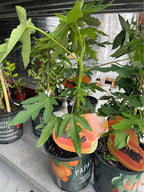 Tropical Papaya Tree — Live Fruit Plant Facebook photo 4