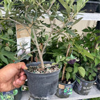 Olive Tree — Self-Pollinating Patio Fruit Tree product photo