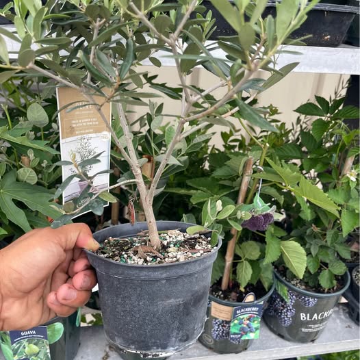 Olive Tree — Self-Pollinating Patio Fruit Tree