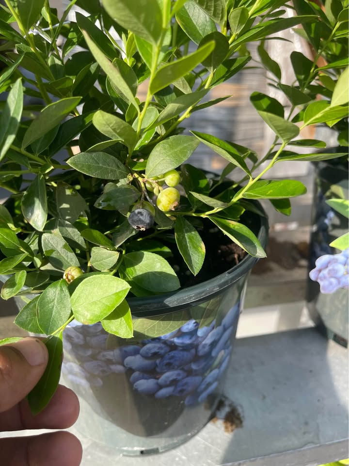 Blueberry Bush — Easy Grow Florida-Friendly Plant Facebook photo 3