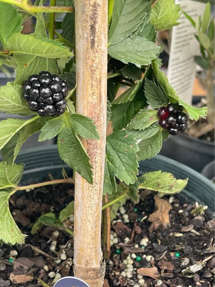 Fruiting Blackberry Plant — Live Berry Plant Facebook photo 6