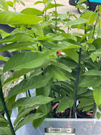 Sugar Apple Tree — Thai Lessard Variety Facebook photo 2