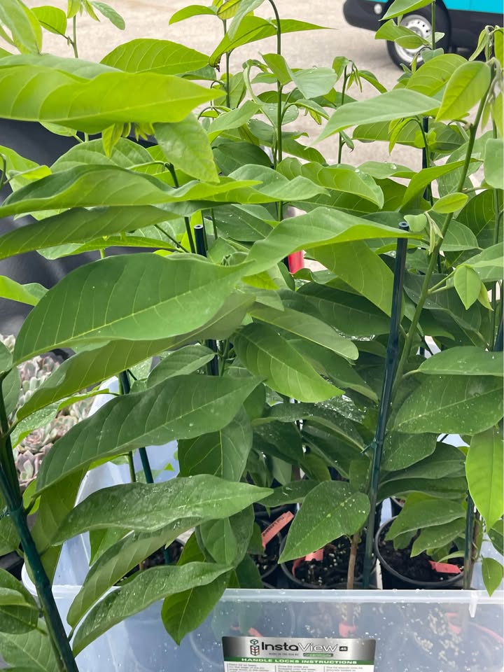 Sugar Apple Tree — Thai Lessard Variety Facebook photo 2