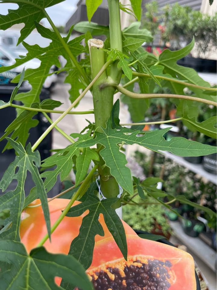 Tropical Papaya Tree — Live Fruit Plant Facebook photo 7